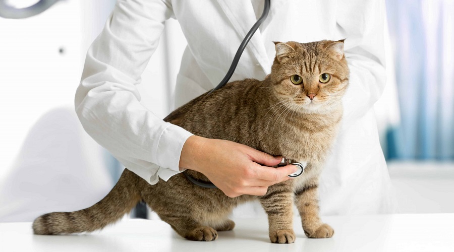 Guide to Opening A Vet Clinic in Dubai